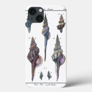Bunte sieben Seashells title_seo2