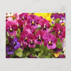 Bunte Stiefmütterchen-Blumen im Garten  Postkarte