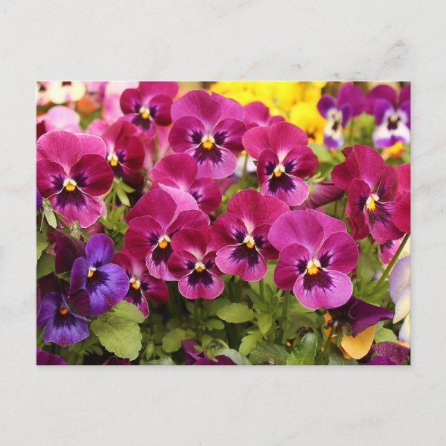 Bunte Stiefmütterchen-Blumen im Garten  Postkarte (Vorderseite)