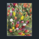 Bunte Tulpen Postkarte<br><div class="desc">BildID: 42-19747805 / Markus Altmann / Corbis / Bunchen aus farbigen Tulpen /</div>