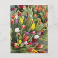 Bunte Tulpen