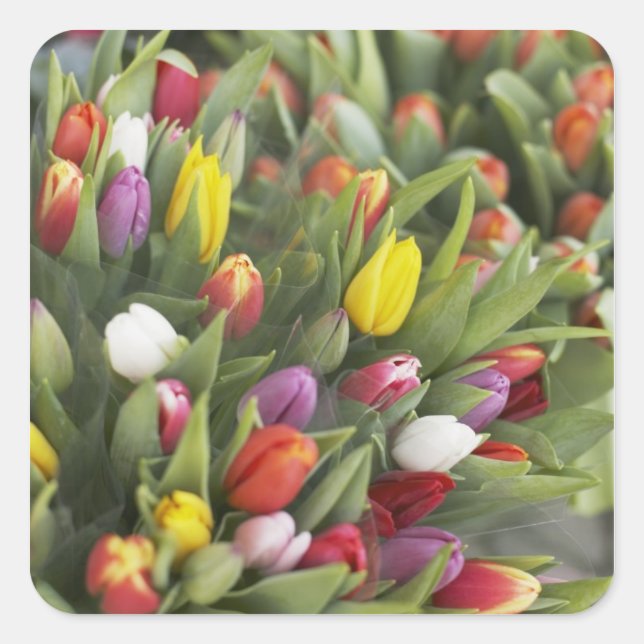 Bunte Tulpen Quadratischer Aufkleber (Vorderseite)
