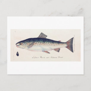 Bunte Vintage-Lachs-Illustrationskarte Postkarte