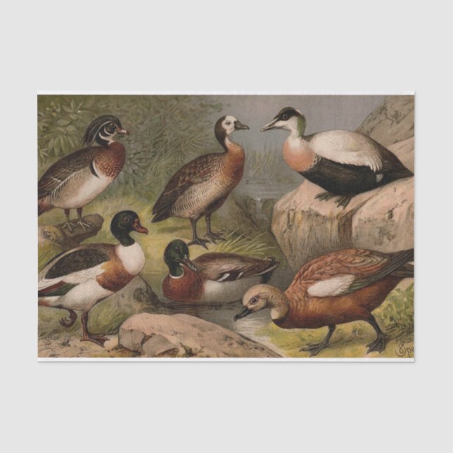 Bunte Vintage Malerei der Enten Seidenpapier (Vorderseite)