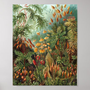 Bunte Vintage-Natur-Wildnis-Wald-Illustration Poster