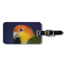 Bunter Caique-Papagei