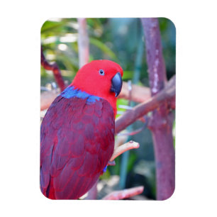 Bunter eclectus Papageienmagnet Magnet