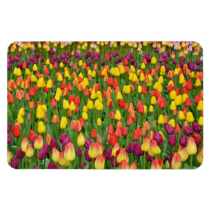 Bunter Frühlingstulpe-Druckmagnet Magnet