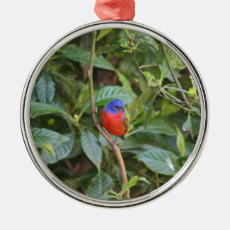 Bunter gemalter mit dem Kopfe stoßender Vogel Silbernes Ornament