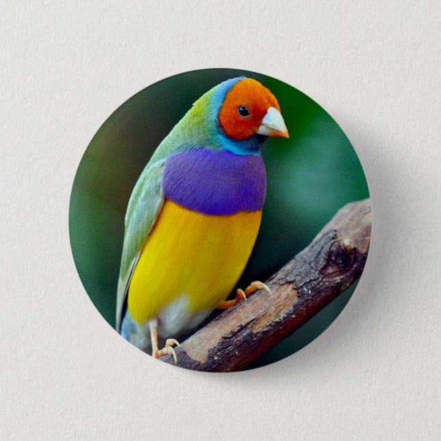 Bunter gouldian Fink Button (Vorderseite)