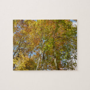 Bunter Herbstlaub III Blick nach oben in die Herbs