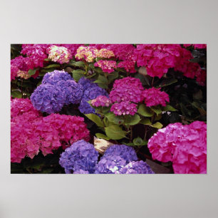 Bunter Hydrangea Poster