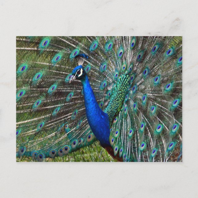Bunter männlicher Pfau Postkarte (Vorderseite)