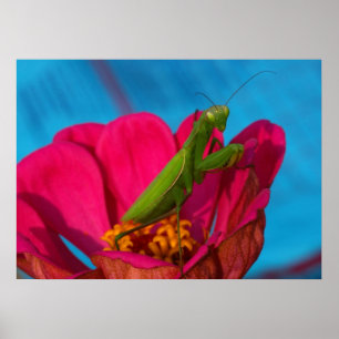 Bunter Mantis Poster