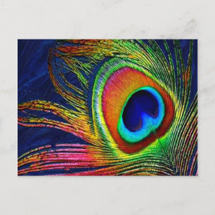 Bunter Pfauenfederndruck Postkarte