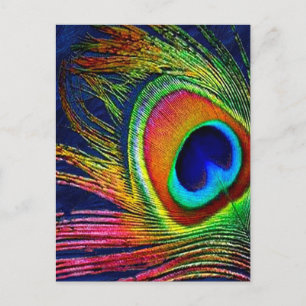 Bunter Pfauenfederndruck Postkarte