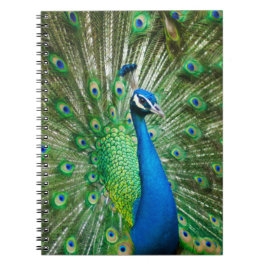 Bunter Pfauenvogel Notizblock