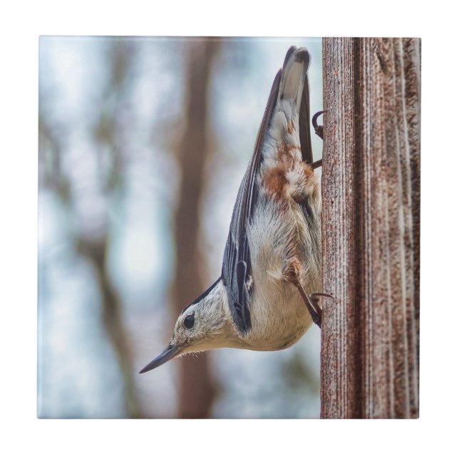 Bunter Weißer-breasted Kleiber Fliese (Vorderseite)