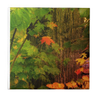 Buntes Fallblatt