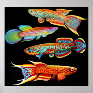 Buntes Killifish-Plakat Poster