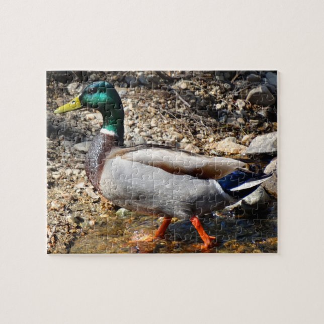 Buntes männliches Stockenten-Enten-Gehen (Horizontal)