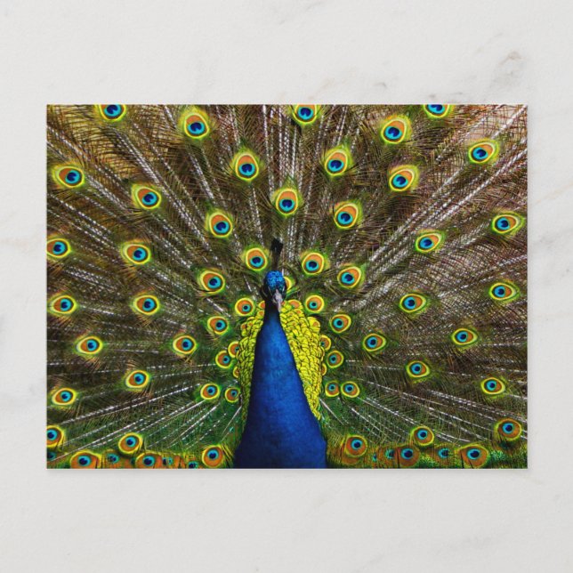 Buntes Pfau Postkarte (Vorderseite)
