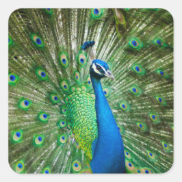 Buntes Pfauenvogeltier Quadratischer Aufkleber