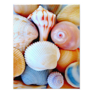 Buntes Seashell-Sammlungs-Foto Fotodruck