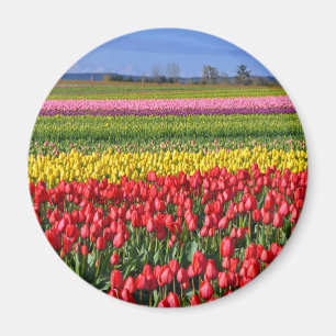 Buntes Tulpefeld Magnet