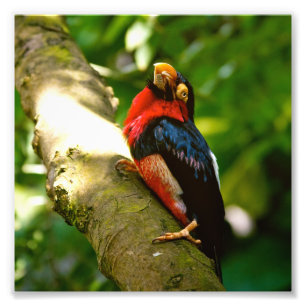 Buntes Vogel-Regenwald-Foto Fotodruck