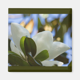 Buntglas-Himmel Southern Magnolia Geschenke Beklei Magnet