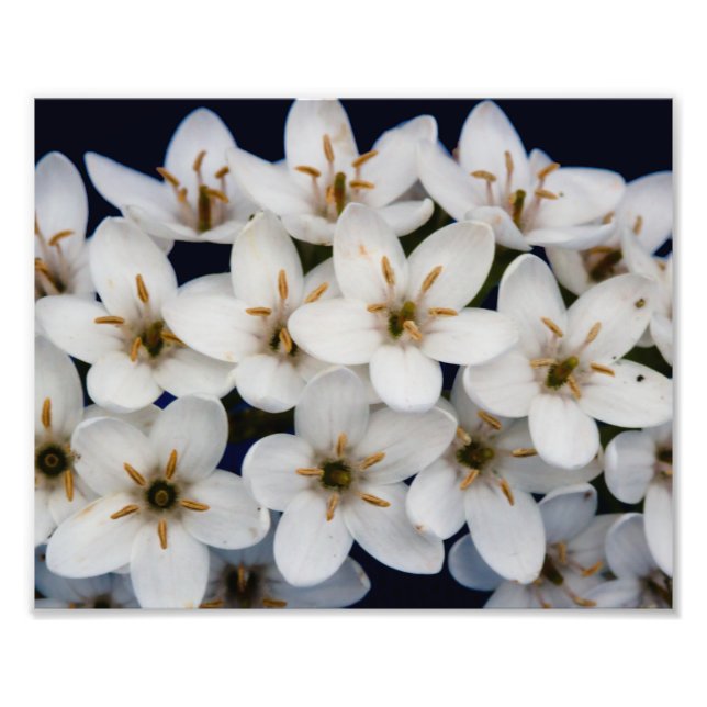 Buntöne aus weißen Blume Fotodruck (Vorne)