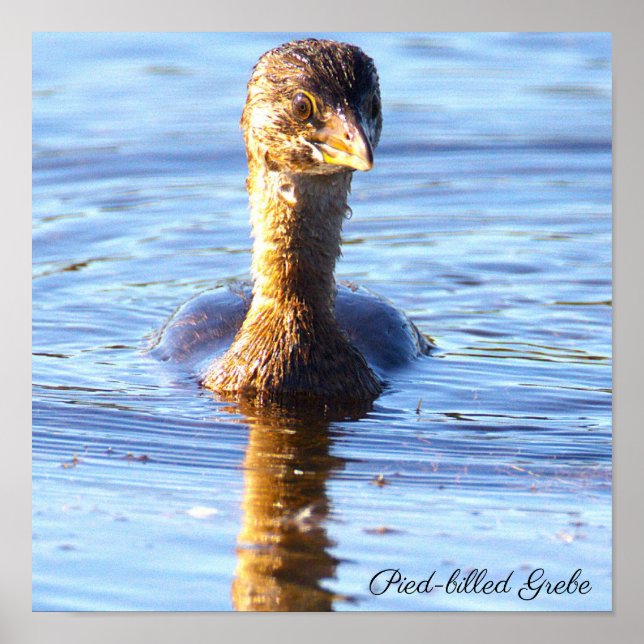Buntschnabel-Taucher-Vogelposter Poster (Vorne)