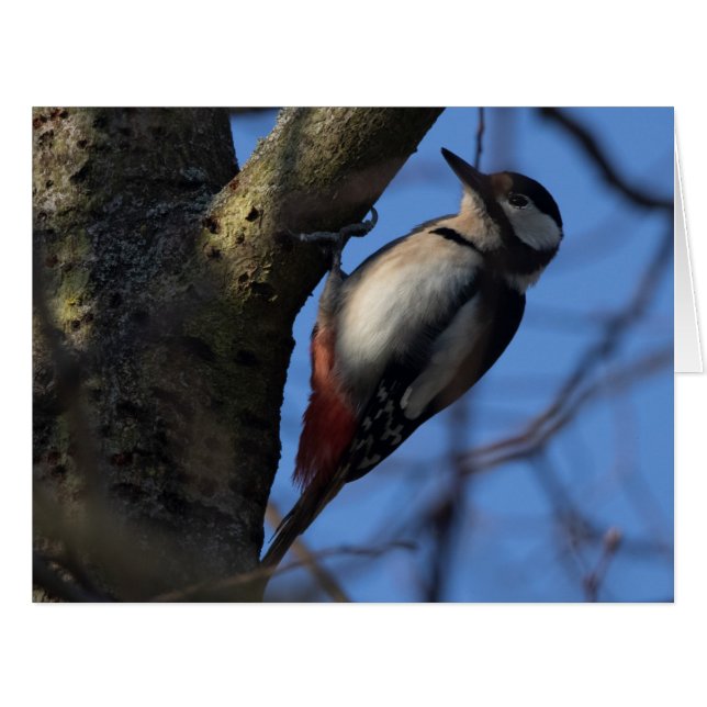 Buntspecht (Vorderseite (Horizontal))