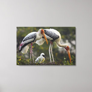 Buntstörche & Jungtier im Nest,Keoladeo Leinwanddruck