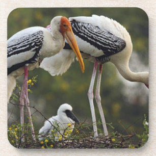 Buntstörche & Jungtier im Nest, Keoladeo Untersetzer