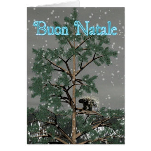 Buon Natale - Porcupine in einem Pinienwald