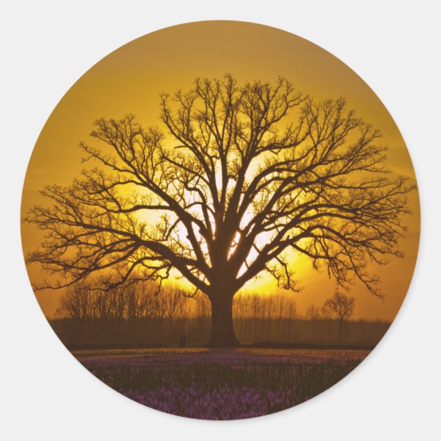 Bur Oak Sunset Runder Aufkleber (Vorderseite)
