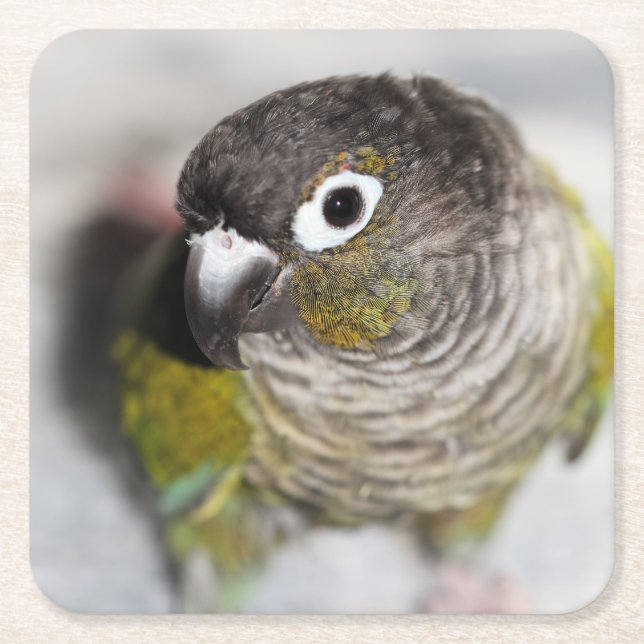 Burbel Rechteckiger Pappuntersetzer (Vorderseite)