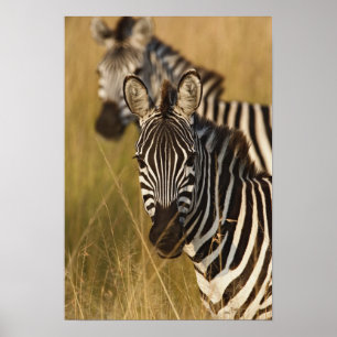 Burchell-Zebra im hohen Sommergras, Masai Poster