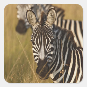 Burchell-Zebra im hohen Sommergras, Masai Quadratischer Aufkleber