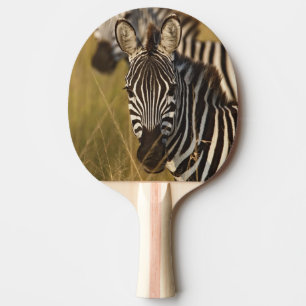 Burchell-Zebra im hohen Sommergras, Masai Tischtennis Schläger