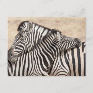 Burchell-Zebras beim Necking Postkarte