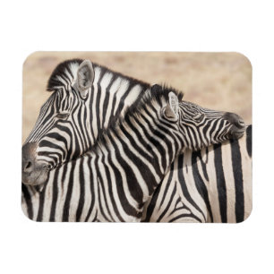 Burchell-Zebras beim Ringen Magnet