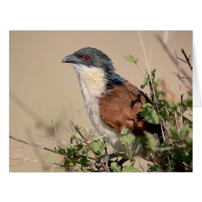 Burchell's Coucal (Vorderseite (Horizontal))