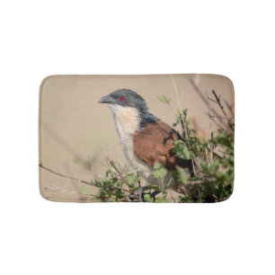 Burchell's Coucal Badematte