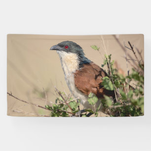 Burchell's Coucal Banner