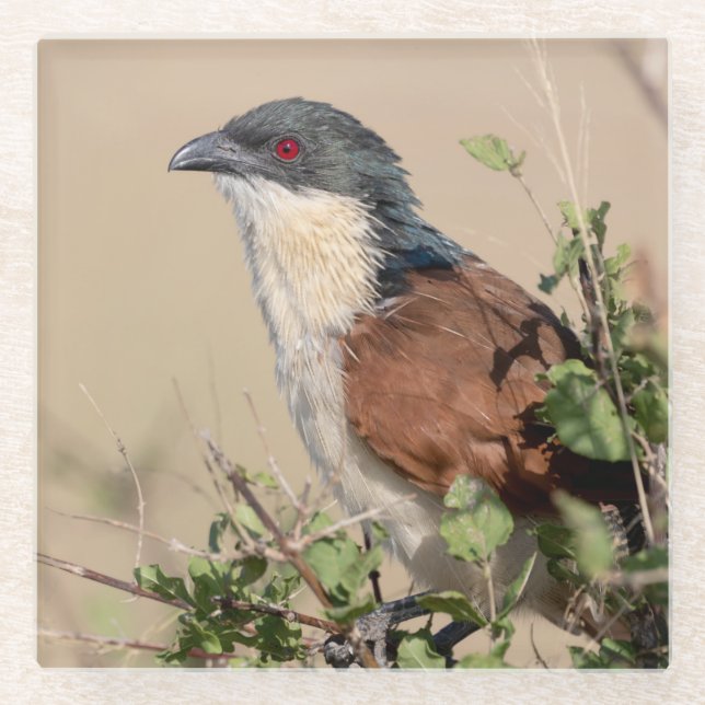Burchell's Coucal Glasuntersetzer (Vorderseite)