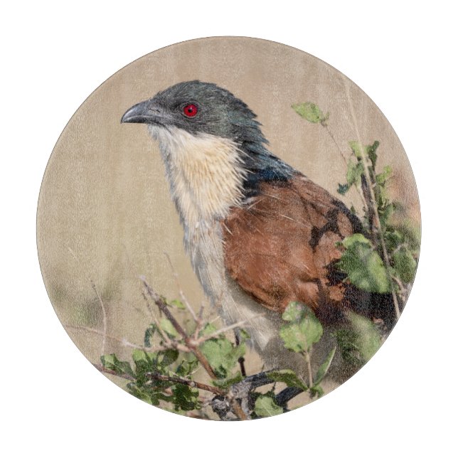 Burchell's Coucal Schneidebrett (Vorderseite)
