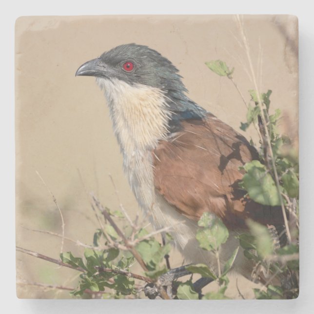 Burchell's Coucal Steinuntersetzer (Vorderseite)
